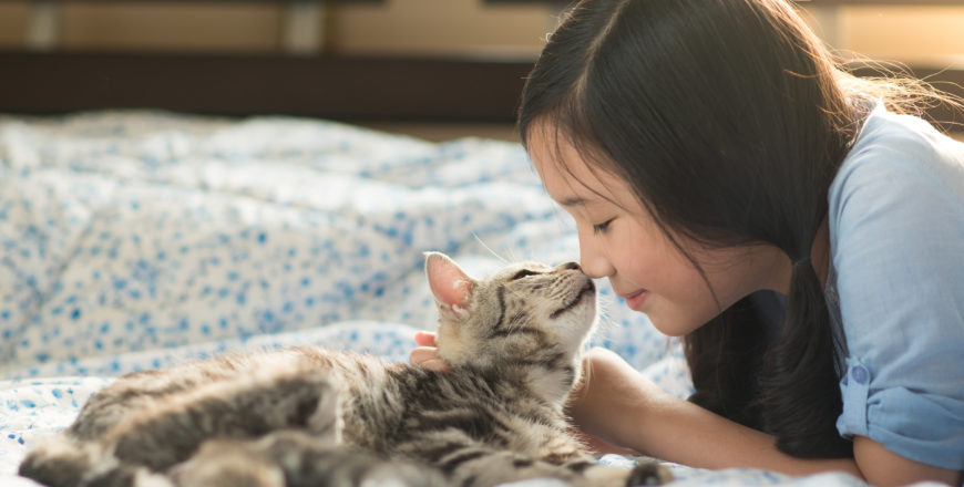 Beautiful asian girl kissing american shorthair cat