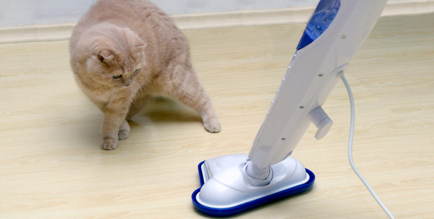 vacuum cleaner with a surprised cat